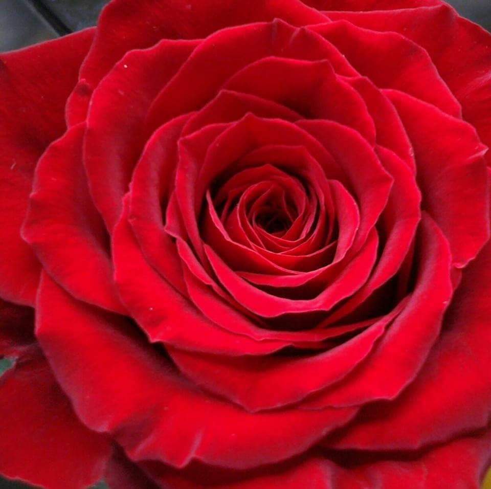 gypsiesheather1's tweet image. Believe it or not looking at pictures of roses 🌹 #redroserecovery
I called it. 
Also conquering goals no matter the obstacles! 
No one  thought possible for me but my father who raised me always did have faith in me! #ThanksDad ღ.◦°˚*◦♡
#goals #loveloveloveJesus
👼