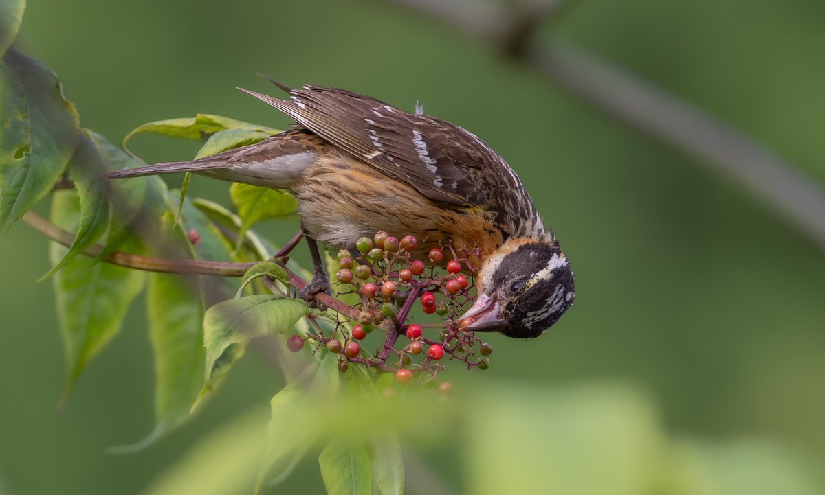 BirdsofBc's tweet photo. look at that, a Black-headed Grosbeak. the closest ive seen so far.
#birdphotography #naturephotography #wildlife #nature #birding #britishcolumbia #Canada #Vancouver #wildlifephotography #birdsofbc #canon #canonphotography #wild #birds #bestbirds #birdsofCanada https://t.co/S9jGHwDfyq