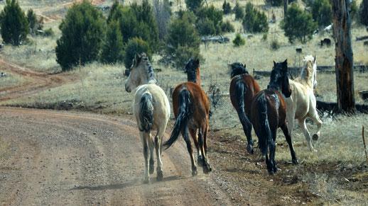 The Lincoln National Forest is home to many different species of wildlife, including bald eagles, and wild horses.