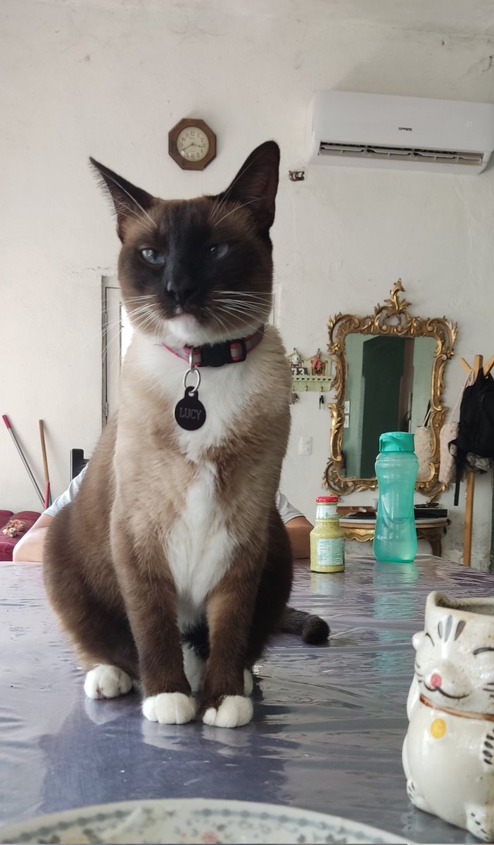 MayraAllien's tweet photo. El acoso gatuno es real (estaba comiendo yogurt) 🐱😻✨🌸 https://t.co/jSOh3Poh8r