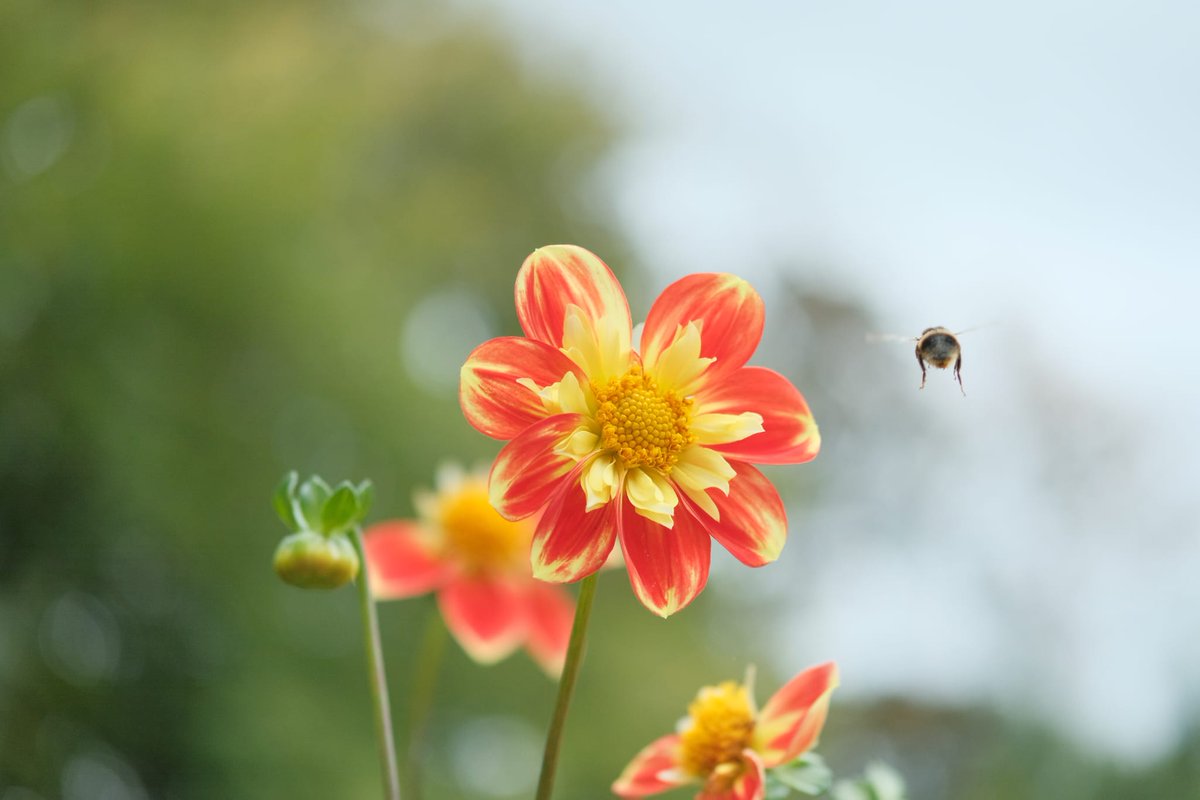 TheCl4p's tweet photo. @britishbee We took this today at the bristol Bee and Pollination Festival! https://t.co/doQEsT1Pdi