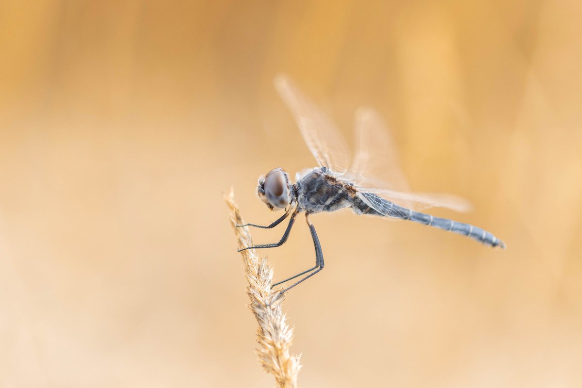 Alex Perry tweet media