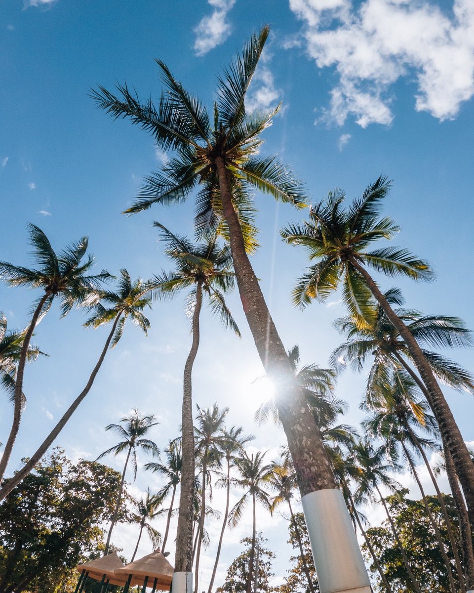 DiviResorts's tweet photo. Swaying in the breeze, these palm trees are calling your name. Who would you want to visit Barbados with? 🌴✨

📍Barbados

#DiviSouthwinds #DiviResorts #Barbados #Caribbean #VacationVibe #Paradise #ParadiseCalling https://t.co/UYXOE5PCs1