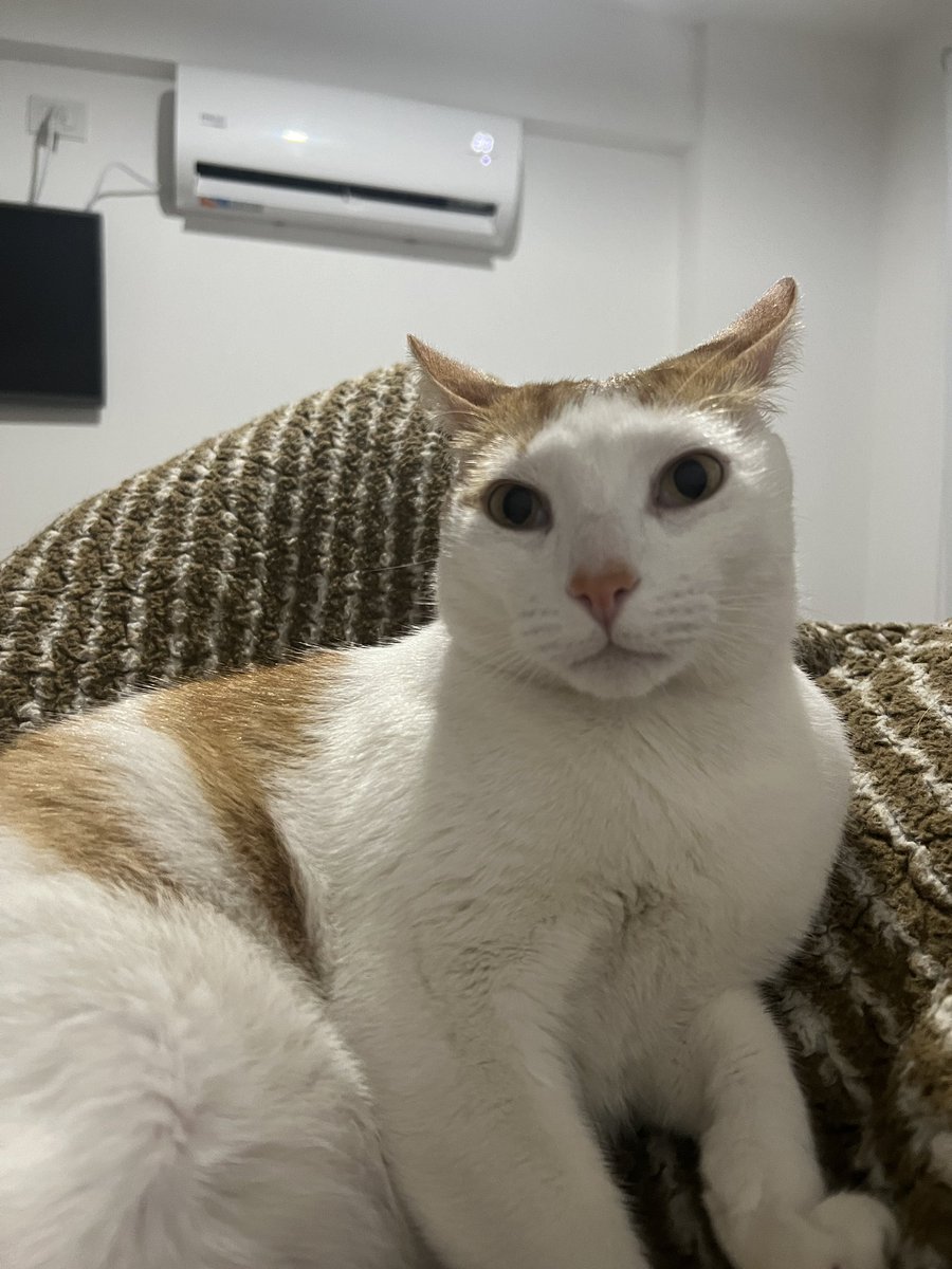 criptovir's tweet photo. @twaniimals https://t.co/8AGGNQ7ivl