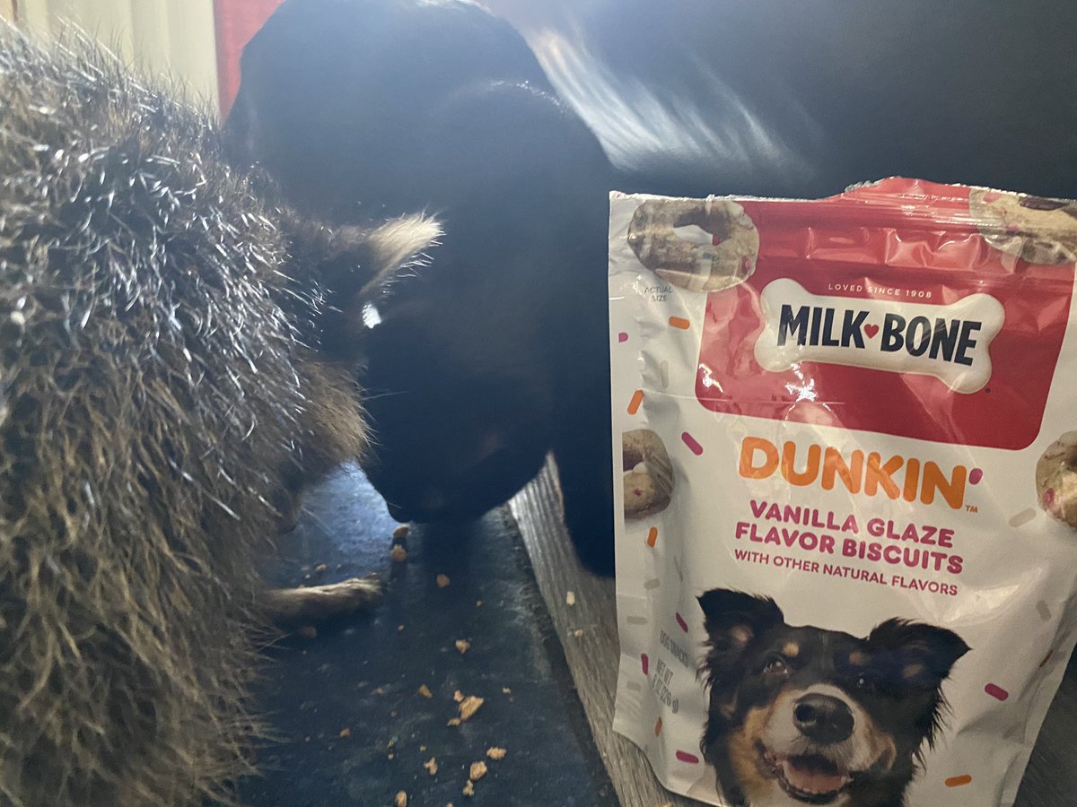 mom got me these <a href="/dunkindonuts/">Dunkin'</a> vanilla treats from <a href="/MilkBone/">Milk-Bone</a> and we will NOT be sharing 🤤🤤