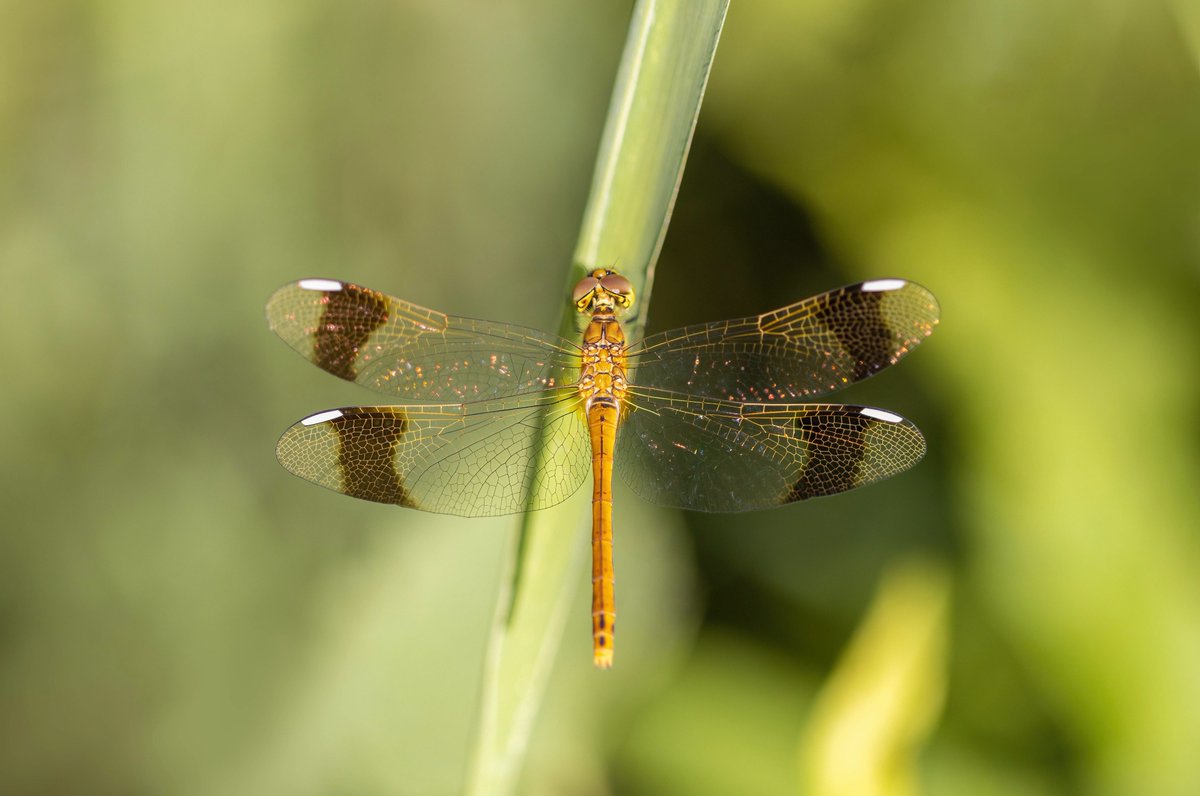 Alex Perry tweet media