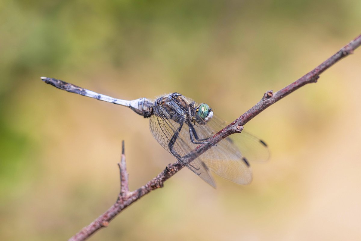 Alex Perry tweet media