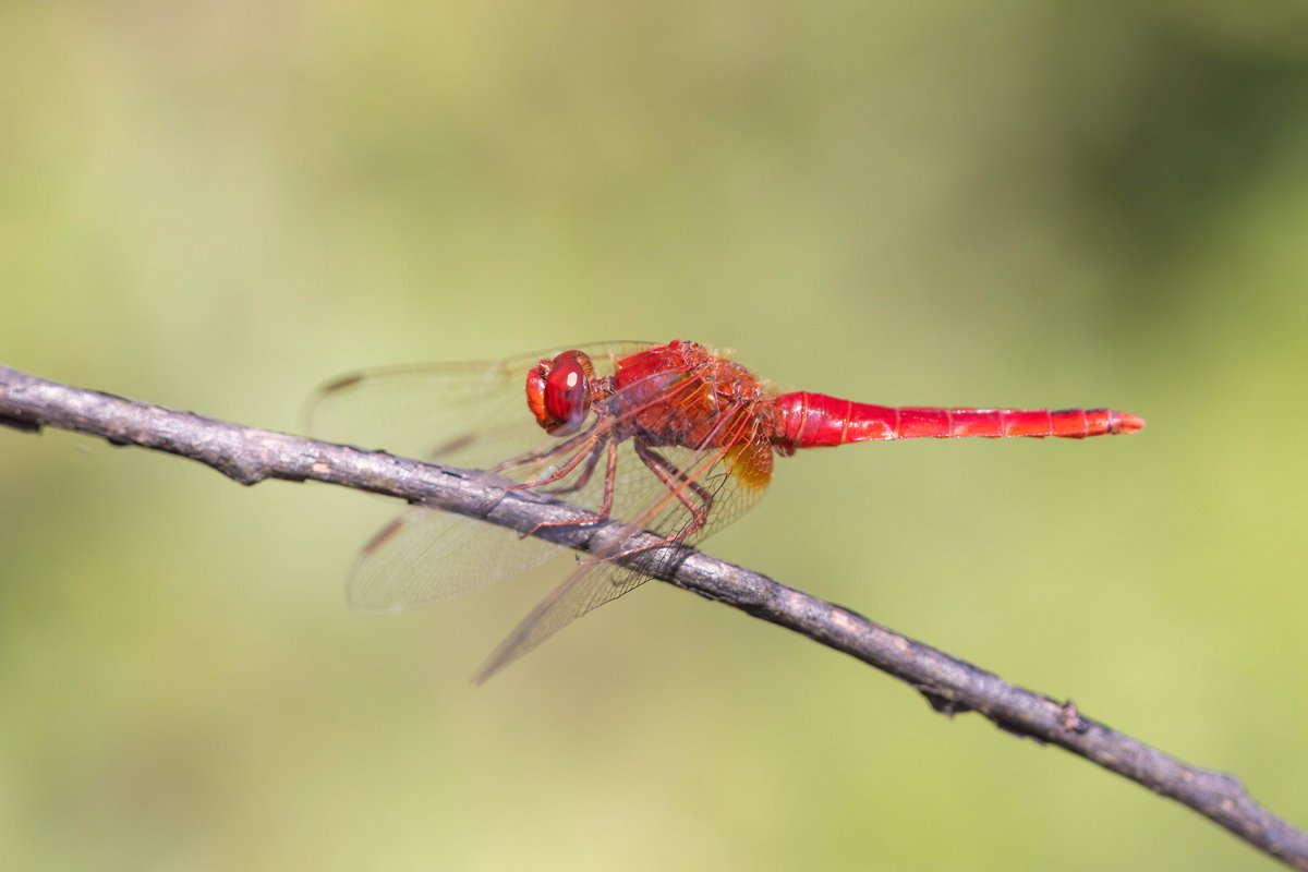 Alex Perry tweet media