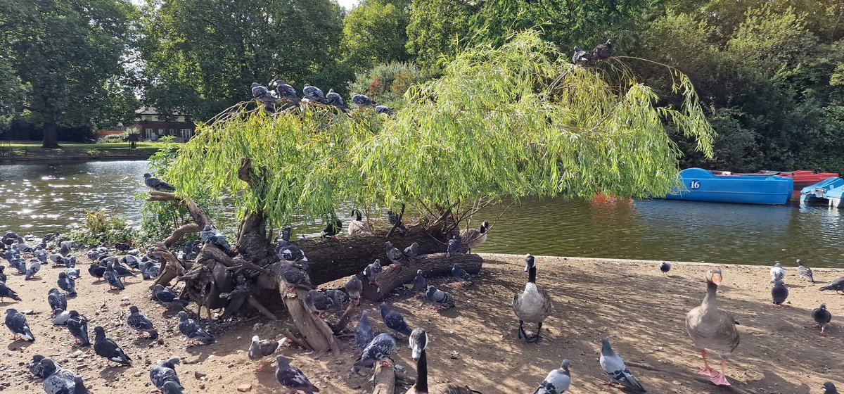 BermondseyTrees's tweet photo. Everyone was heartbroken when the much-loved weeping willow by the lake in Southwark Park keeled over in heavy winds, but look now! The fallen trunk was left in situ and the tree has started to grow, much to the delight of the park's feral pigeons #PhoenixTree @TheStreetTree https://t.co/L1eAhNoeK7
