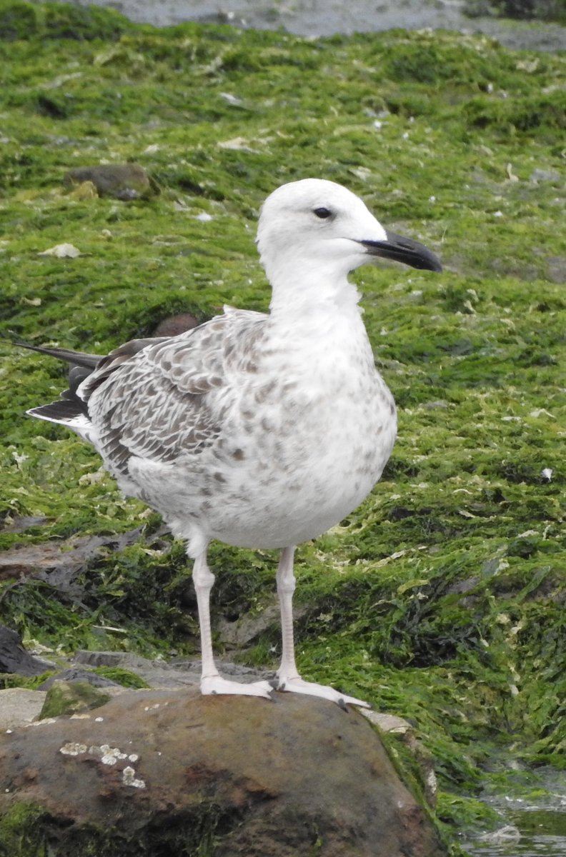 castlebirder's tweet photo. Starting to visit Scalby Mills more often again. Well rewarded today with a cracking Juvenile Caspian Gull &amp; a 2cy Med Gull amongst the commoner gulls . @nybirdnews https://t.co/T4Wn5CHU9h