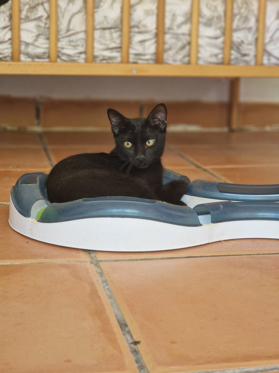 Pedro es invisible 😢

Con apenas 3 meses, nadie lo ve.

Es dulce, tranquilo y muy bueno. Su hermana salió adoptada, claro es que era siamesa...  Pedro quedó atrás. 

No lo entendemos, es un gatito 10. 

Una oportunidad?

#Valencia Silvia 635 12 78 55

#AdoptaNoCompres #gatito