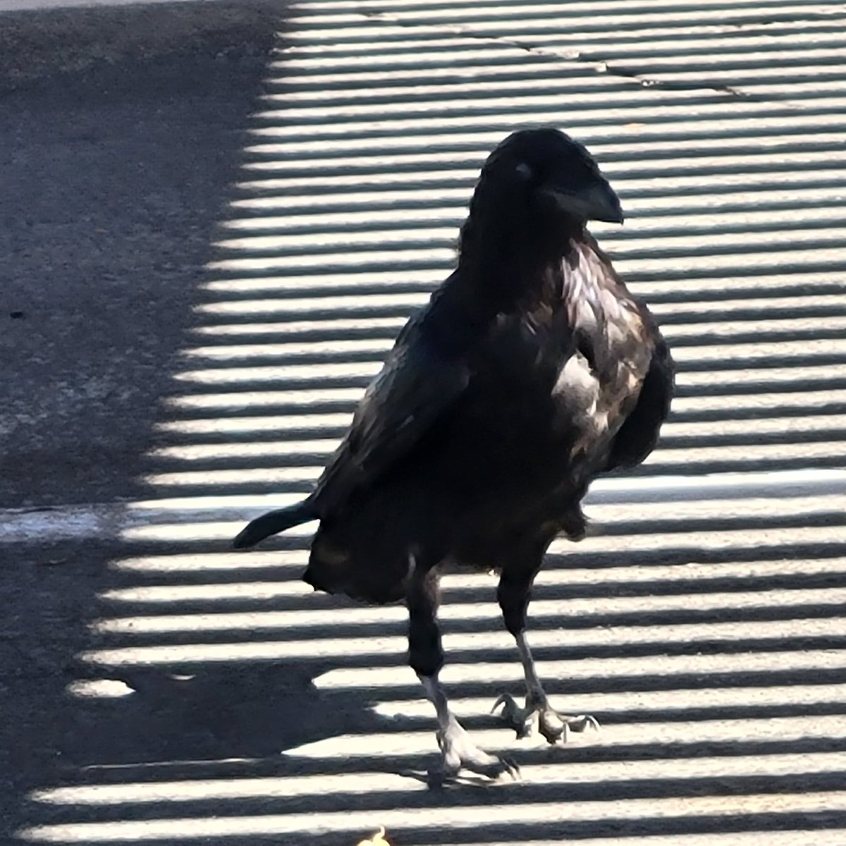 Pin_Feather's tweet image. It's been a long time, mostly due to bad weather. But I was able to wake up early enough today to see some ravens. And I was not disappointed 🖤🐦