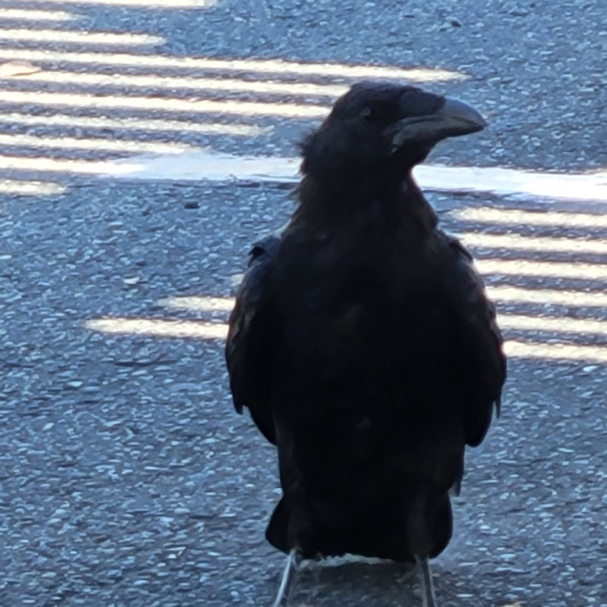 Pin_Feather's tweet image. It's been a long time, mostly due to bad weather. But I was able to wake up early enough today to see some ravens. And I was not disappointed 🖤🐦