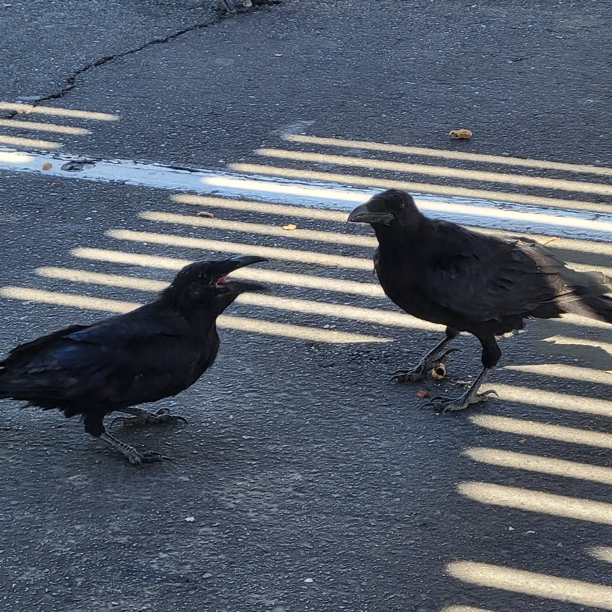Pin_Feather's tweet image. It's been a long time, mostly due to bad weather. But I was able to wake up early enough today to see some ravens. And I was not disappointed 🖤🐦