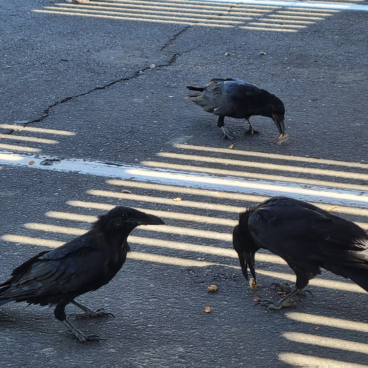 Pin_Feather's tweet image. It's been a long time, mostly due to bad weather. But I was able to wake up early enough today to see some ravens. And I was not disappointed 🖤🐦