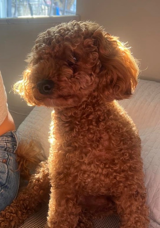 MELIO IS MISSING IN BROOKLYN: last seen near Hartman and Evergreen. If you've seen or found him please go here: 
lostmydoggie.com/details.cfm?pe… and/or phone 877-818-0060 and PLEASE RT MELIO!