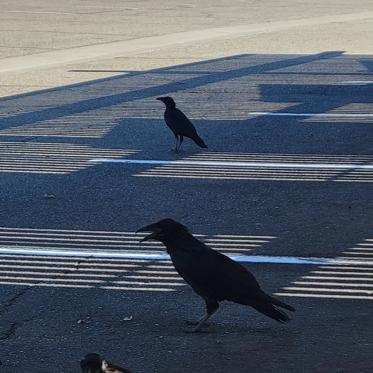 Pin_Feather's tweet image. There was also a very very small raven among them and I suspect it was actually a crow lol