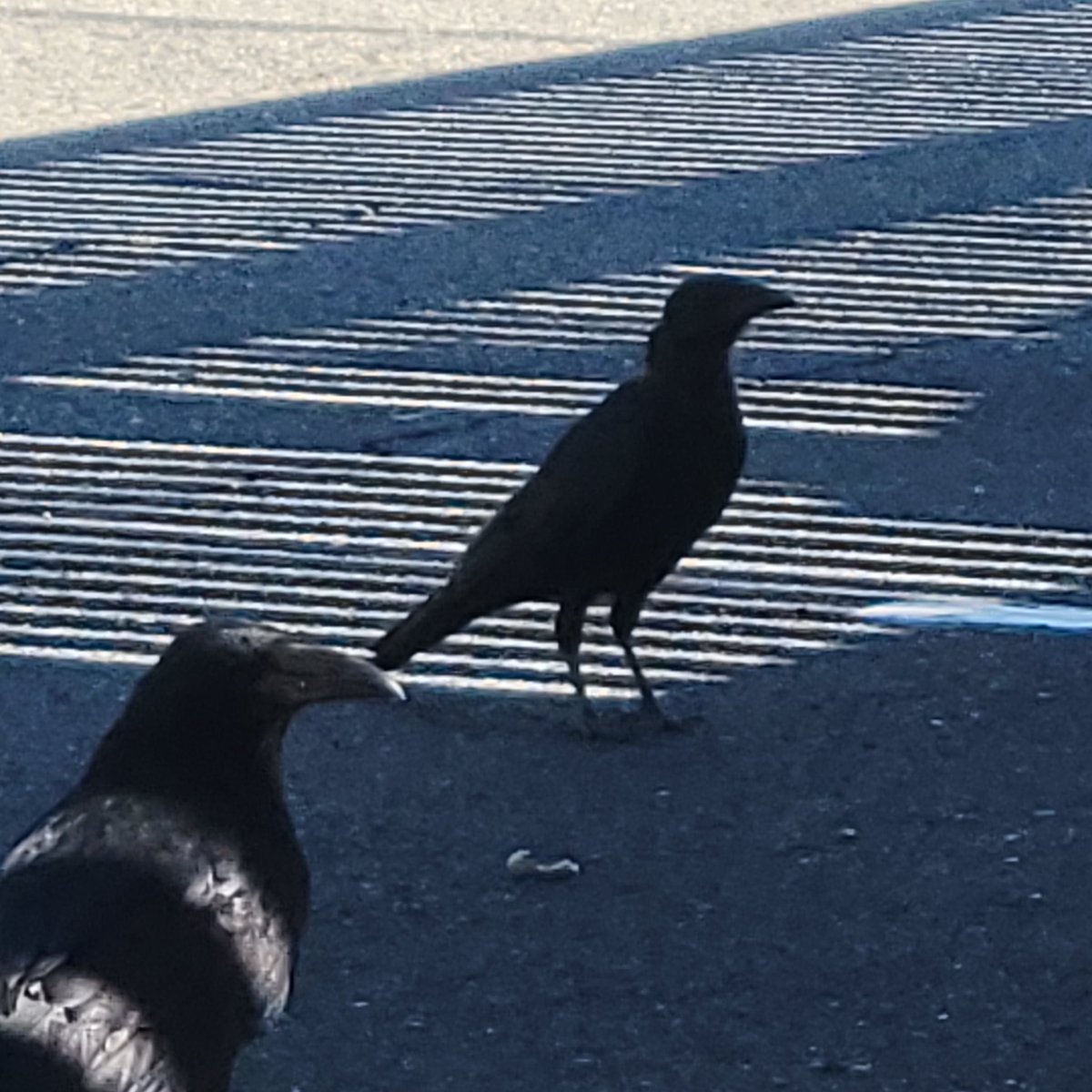 Pin_Feather's tweet image. There was also a very very small raven among them and I suspect it was actually a crow lol