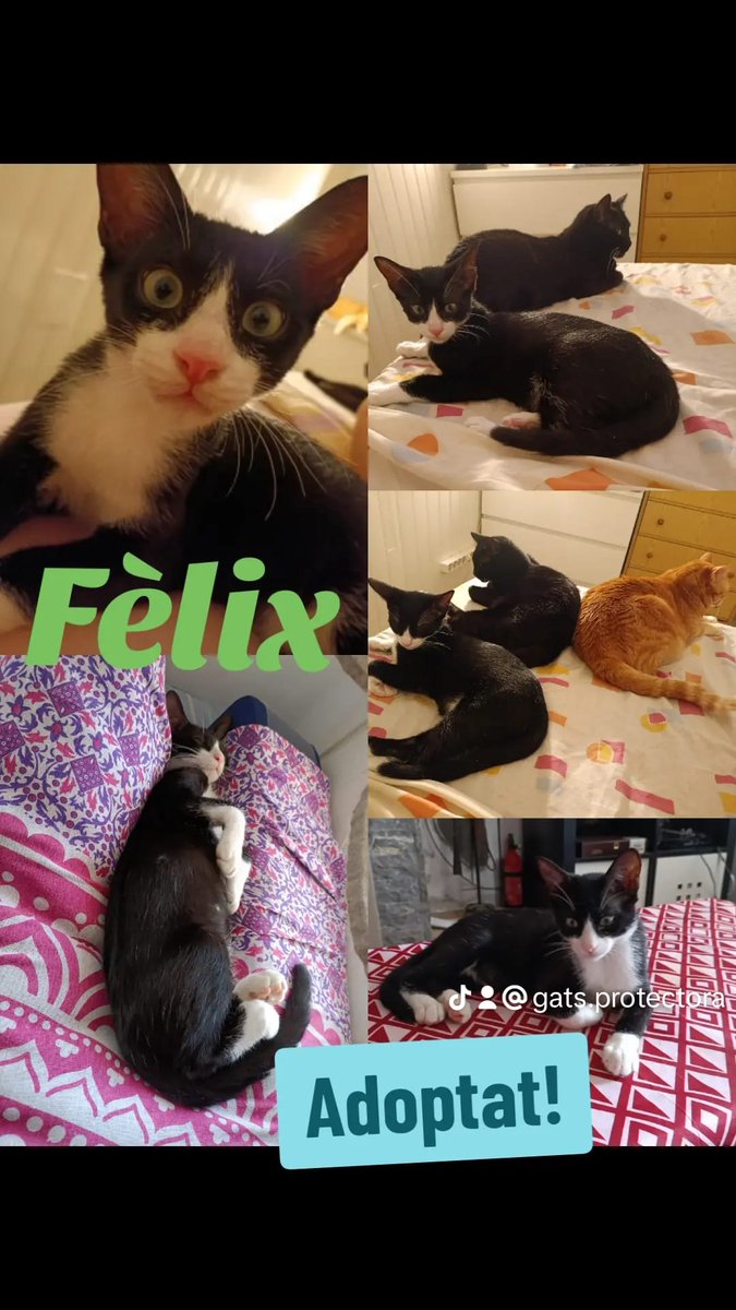 gats_protectora's tweet photo. i el Fèlix, fillet de la Loli, adoptat fa unes setmanes, està molt feliç i ja adaptat al 100% a la seva nova llar. Gràcies per adoptar un gatet més a la família.
#gats #gatis #cats #amicsiprotectorsdelsgats #protectoradegats #Felix #Felixadoptat #adopcio #adopcioresponsable https://t.co/JLwmXjpGKU