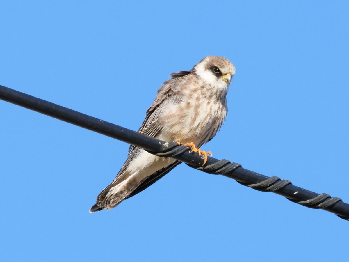 Red-footed Falcons and Honey Buzzards in my latest blog post: kosicepatchbirding.wordpress.com/2024/08/25/16-…