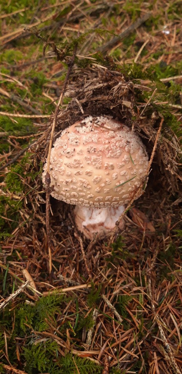 And now the inspiration of the great strength of this little guy pushing through the dried mossy carpet.
The first mushroom of the season I've seen.