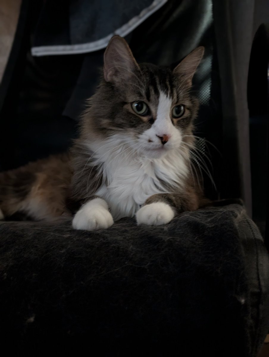 Needlessbob's tweet image. Stream two of two to prove people wrong cause that's my motivation. 

Hunter is in his chair ready are you? 

Twitch.tv/needlessbob