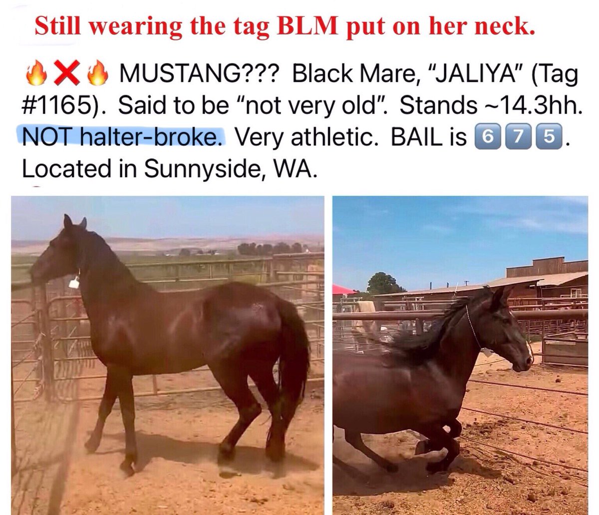 Blueequus775's tweet photo. Day after day, these federally protected animals that @BLMNational says are “cherished icons”, are sitting at auctions &amp; if not bailed out, they are shipping to slaughter. “Adopt”, leave in pasture 1 year, receive title &amp; dump at auction where they can be bought 4 slaughter. https://t.co/YxaWcrFZb8