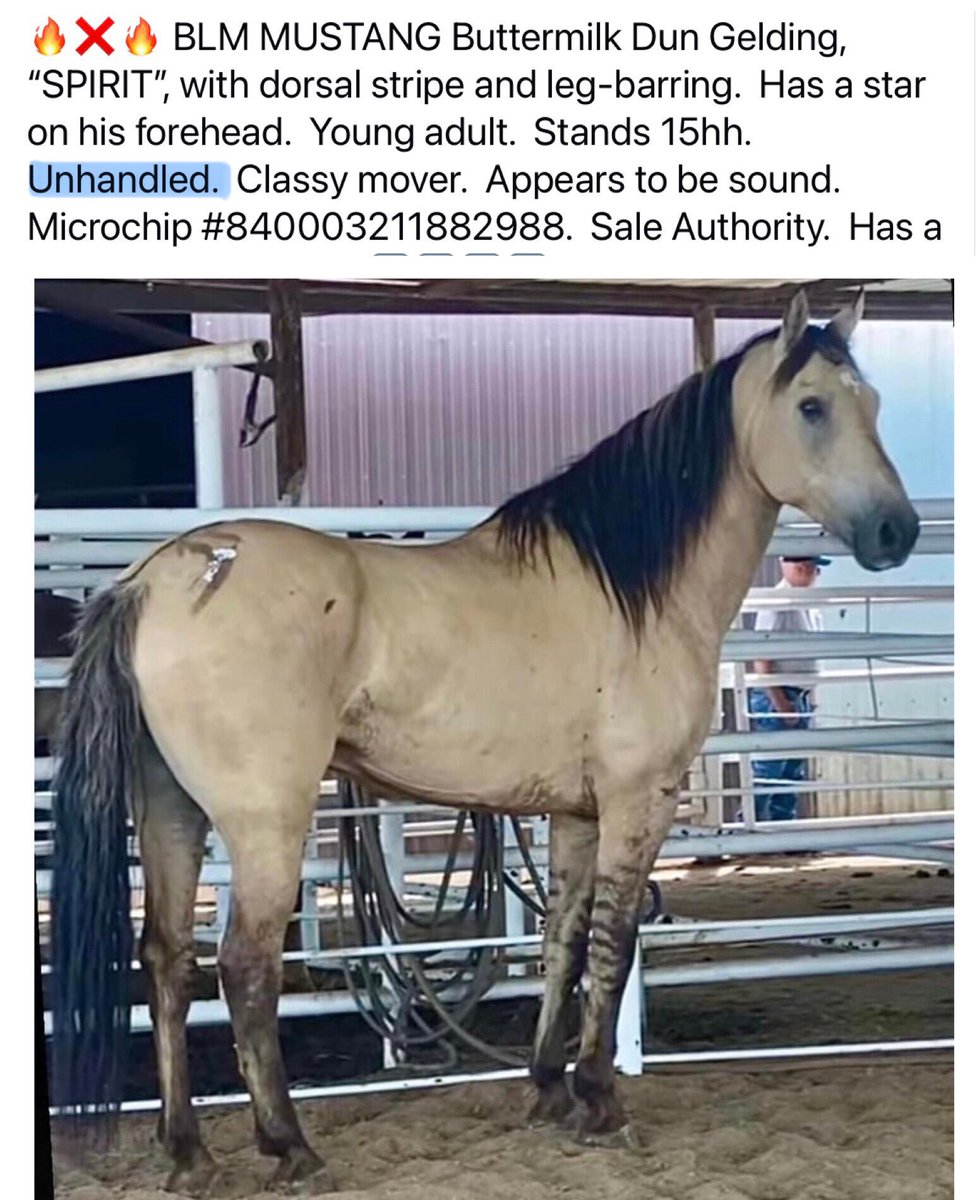 Blueequus775's tweet photo. Day after day, these federally protected animals that @BLMNational says are “cherished icons”, are sitting at auctions &amp; if not bailed out, they are shipping to slaughter. “Adopt”, leave in pasture 1 year, receive title &amp; dump at auction where they can be bought 4 slaughter. https://t.co/YxaWcrFZb8