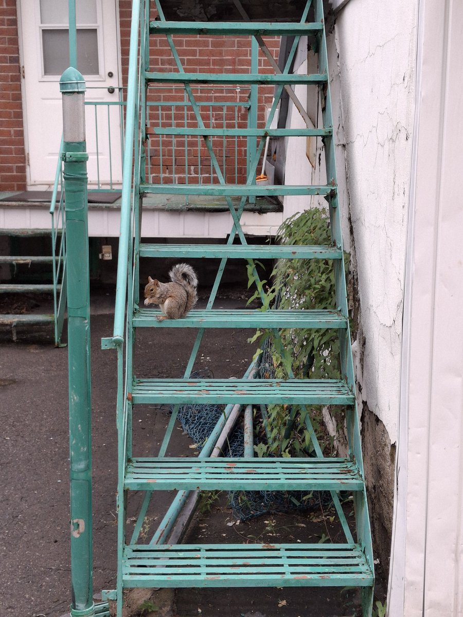 galapaostrophes's tweet photo. Ordinary scenes walking down an alley, in Montreal.
#alleylife #alleyway #alley #montrealalleys #montrealsquirrels #clotheslines #alleydoor https://t.co/wmlYWbCy6X