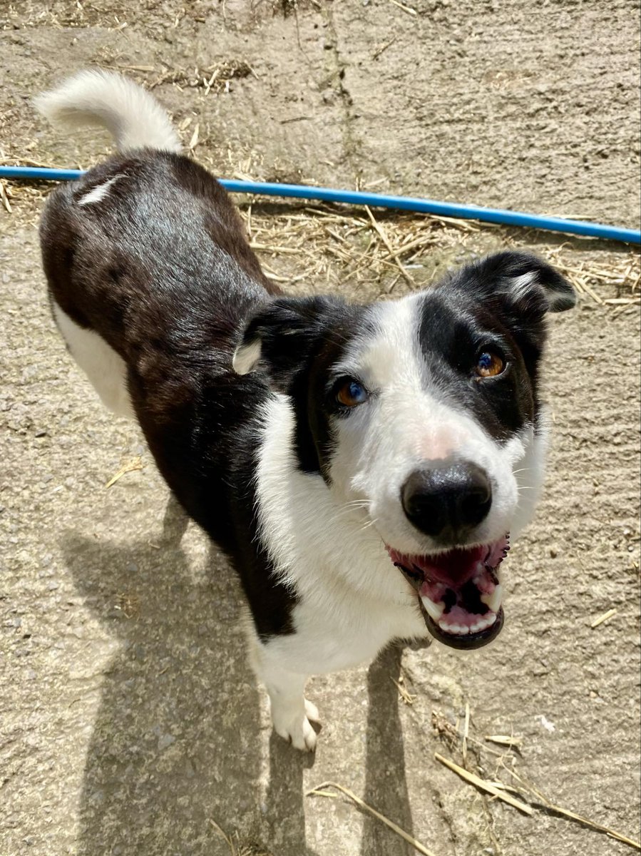 HartCollie's tweet photo. 🐾🐾NEW ARRIVAL🐾🐾 MARCY

4 year old MARCELINE (MARCY) is one of our newbies.  She seems a lovely little lady 😍  Hopefully we think she will be available for adoption soon. https://t.co/fb4yOnm9XV