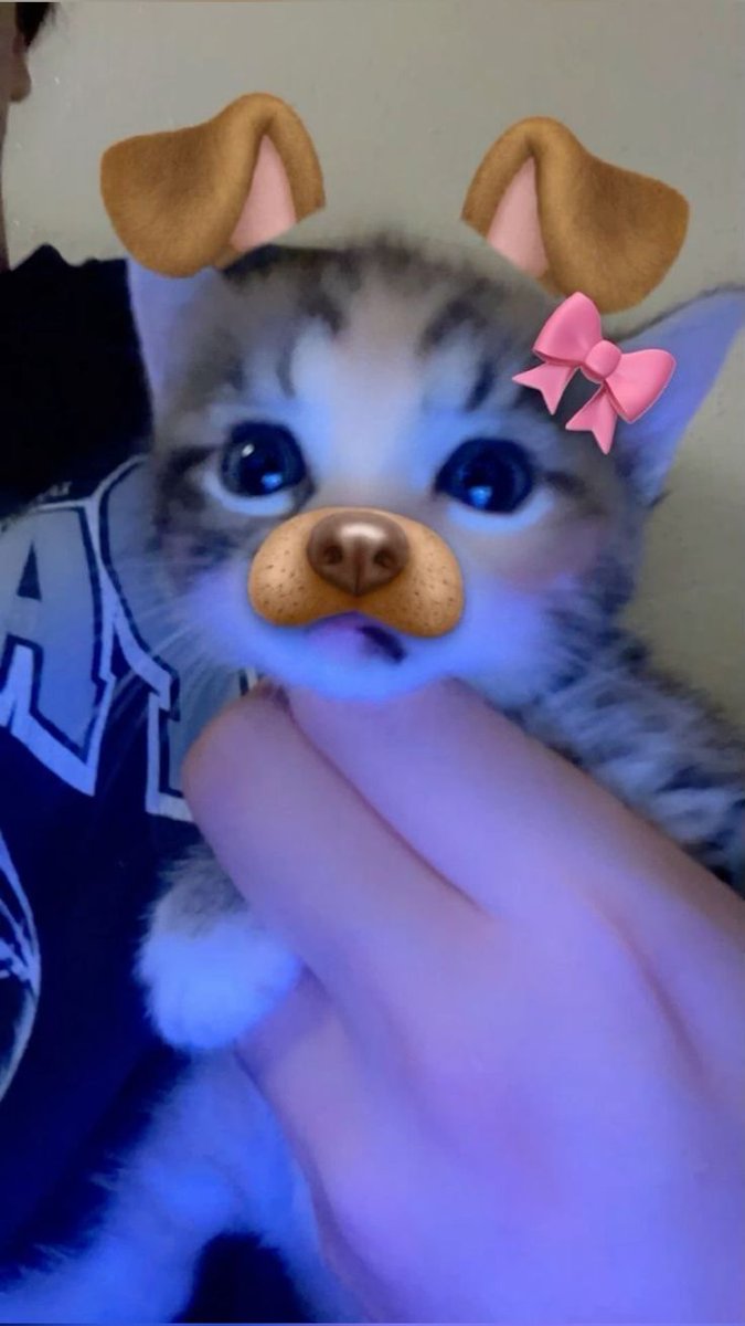 Punch Cat tweet media