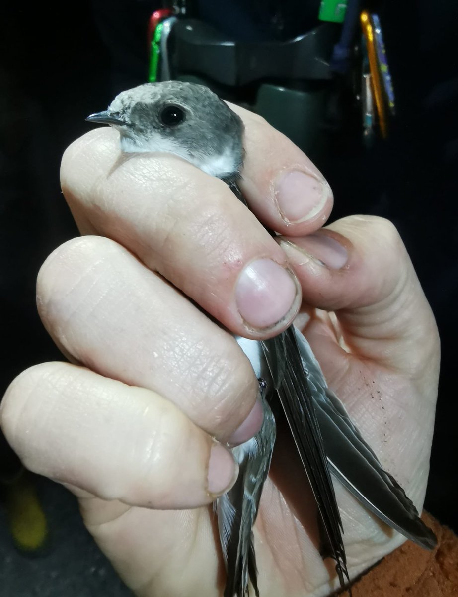 SamBayley2's tweet photo. Last CES session at Clogheen yesterday was again very poor with just 53 birds of 12 species. Even with all the rain last year this is the worst CES season.  Made up for it with another Swallow roost in the evening 109 caught plus 5 Sand Martin @_BTO @BirdWatchIE @NPWSIreland https://t.co/tPYfWy11jN