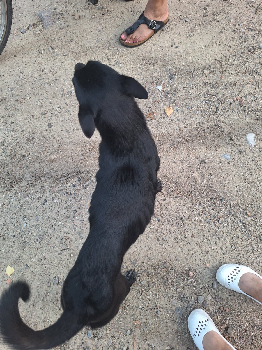 Znalazłam w środku lasu Psa.  Wygłodzonego, spragnionego. Ogromnie wystraszonego ale wiernie czekajacego na tego kto miałby po Niego wrócić.Nie wróci. Zabezpieczony. Ryczę. Może ktoś go przygarnie, błagam.Mega łagodny. Wtulił się we mnie w aucie. Zdjęcia i film w komentarzu.