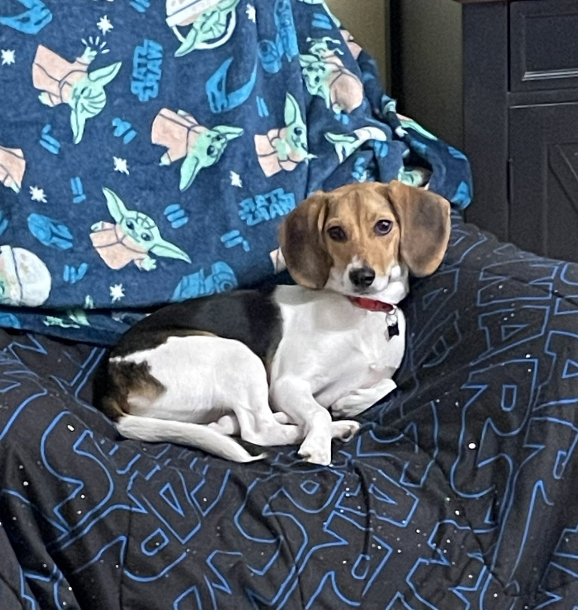 #beagles are always allowed on the furniture…especially when they look as cute as Queenie does! #beaglefacts