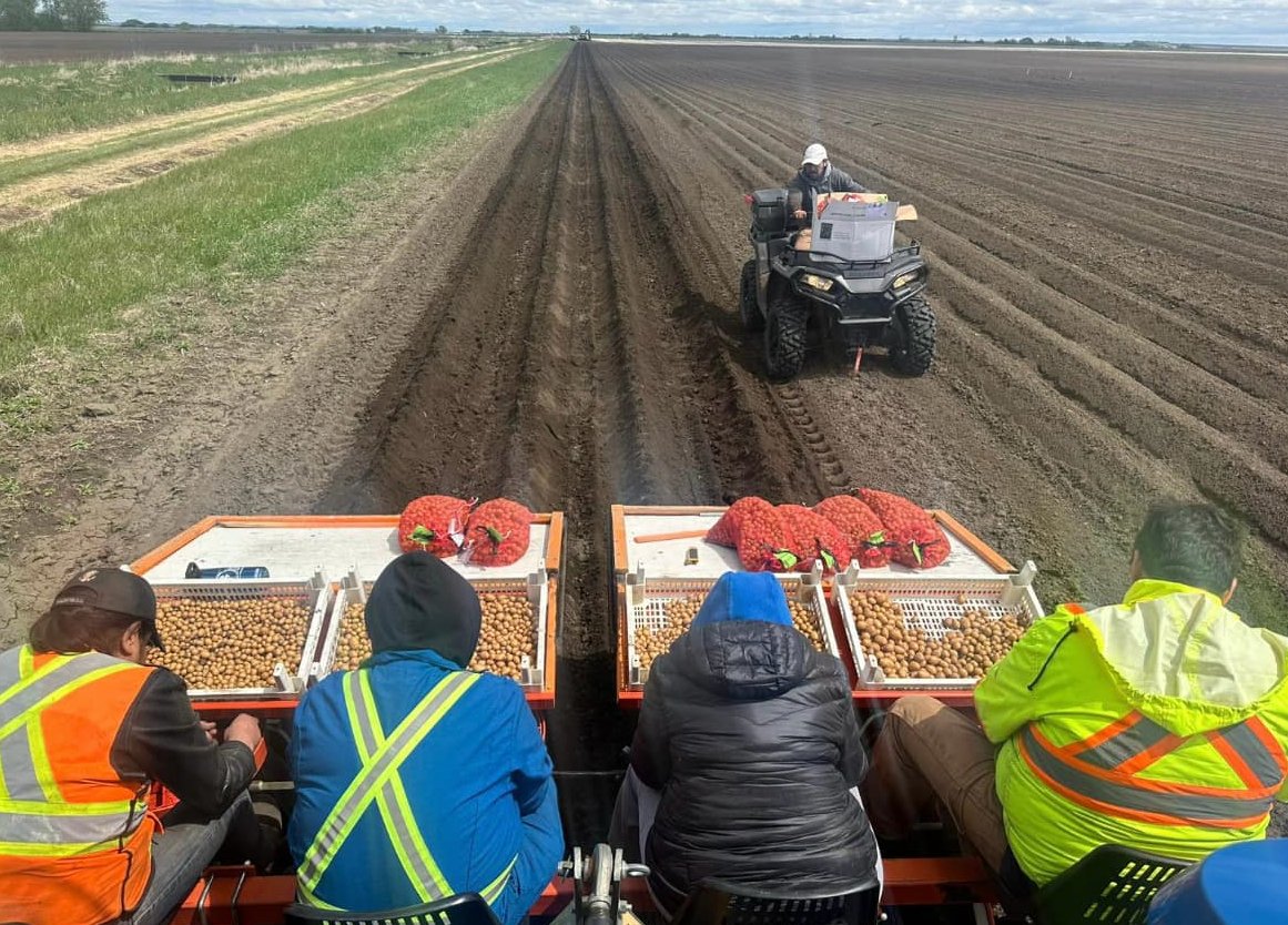 Northern Konstar Potatoes tweet media