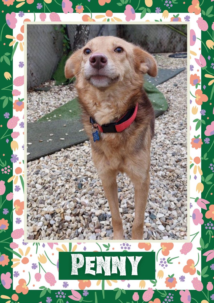 OakwoodRescue's tweet photo. Penny would like you to retweet her so the people who are searching for their perfect match might just find her 💚🙏 https://t.co/75eERcMX47 
#teamzay #dogsoftwitter #rescue #rehomehour #adoptdontshop #k9hour #rescuedog #adoptable #dog https://t.co/oG0OjF4NYx