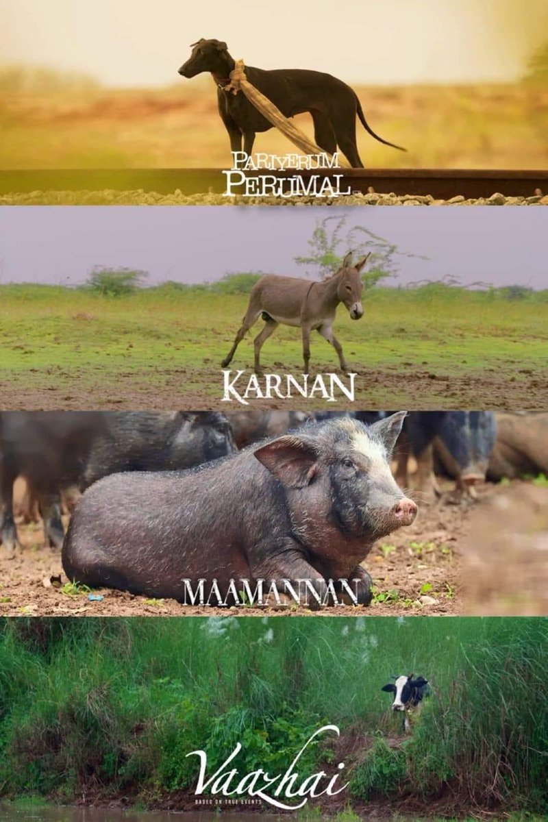 விலங்குகளையும் ஹீரோவாக காட்டியவர் அண்ணன் மாரி செல்வராஜ் 💚 

<a href="/mari_selvaraj/">Mari Selvaraj</a> 
#Vazhai