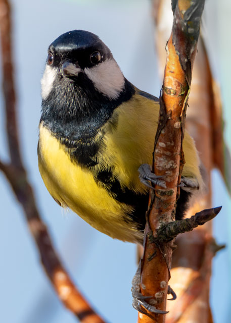 photos_dsmith's tweet photo. A #greatit #garden #bird checking a #Manchester #garden for a tasty #snack during #winter. This #wildbird spent time making sure it was #safe before getting some #food. #birding #birdwatching. @RSPBManchester @Natures_Voice #wildlife #birds. see more at https://t.co/VilcfnO0ps https://t.co/VcT1gZajAW