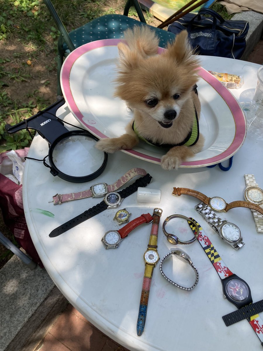 CollieCrusader's tweet photo. 🐶 Spotted this doggie today while window shopping 🛍️ at #georgetownfleamarket
🤭 I’ve heard of teacup ☕️ poodles 🐩 but this must be a new type of pup 🐶 called Priceless Platter of Playful Pomeranian! #NotForSale 
#georgetown #georgetowndc #washington #washingtondc #preciouspup https://t.co/EFm7xhsqU8