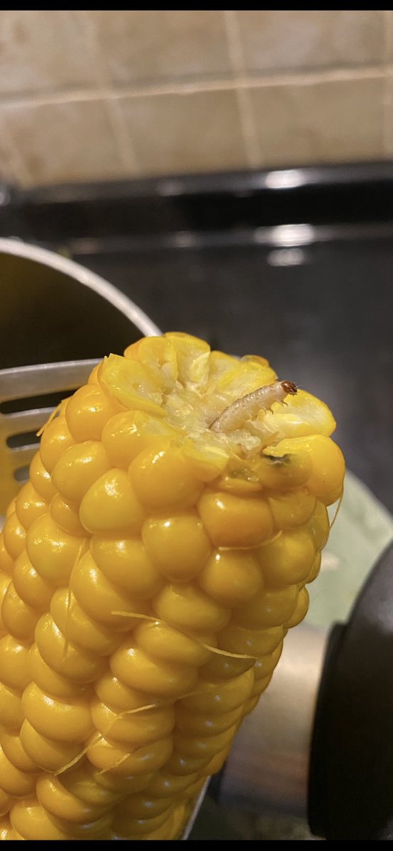 DotNetDoug's tweet photo. Not quite how I was expecting my Lidl fresh corn to turn out!! Yuck! https://t.co/H85USdmokf