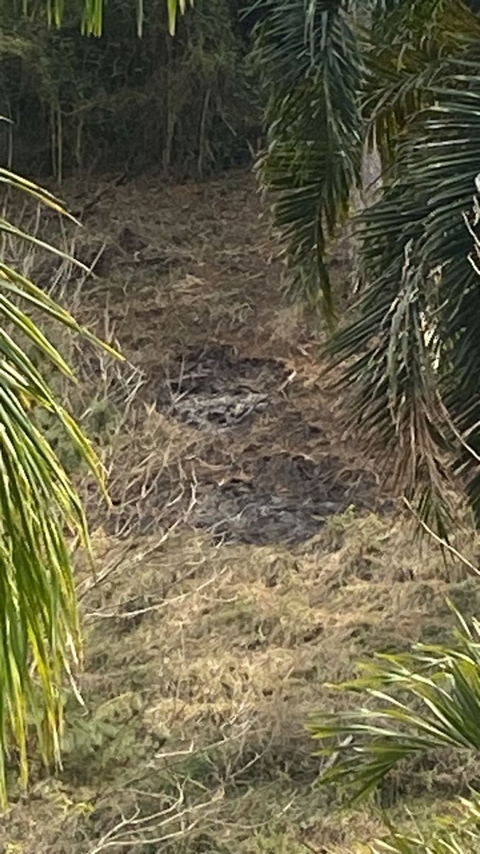 DDalertaRio's tweet photo. Cerca de 10.000 m² de área degradada foram identificados neste domingo (25), em Petrópolis, após militares da #5UPAm terem ido averiguar uma denúncia de queimada encaminhada pelo programa Linha Verde, do Disque Denúncia (0300 253 1177). Confira: https://t.co/fBi426U0c1 https://t.co/jkLBwKSQuT