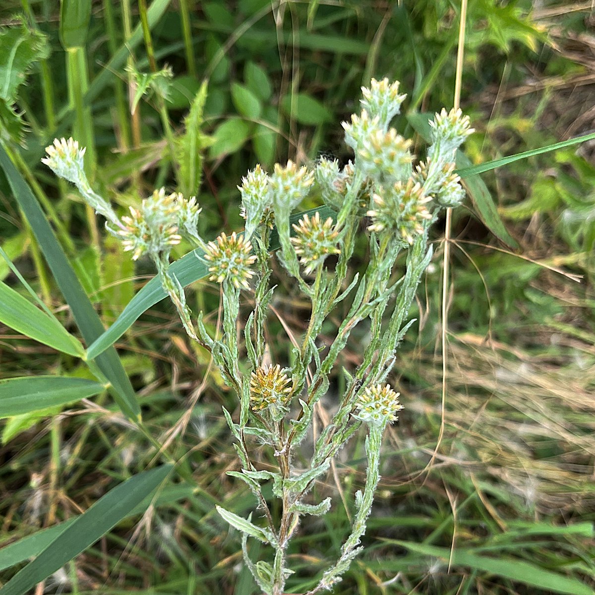 Roger Horton (@roger_tl45y) on Twitter photo #WildflowerHour #DaisyFamily Common Cudweed, Filago germanica, in a sandy #Suffolk #Brecks field at Lackford Lakes #Suffolk <a href="/suffolkwildlife/">SuffolkWildlifeTrust</a> <a href="/SWTLackfordLake/">SWTLackfordLakes</a> #WildflowerHour #DaisyFamily Common Cudweed, Filago germanica, in a sandy #Suffolk #Brecks field at Lackford Lakes #Suffolk <a href="/suffolkwildlife/">SuffolkWildlifeTrust</a> <a href="/SWTLackfordLake/">SWTLackfordLakes</a>