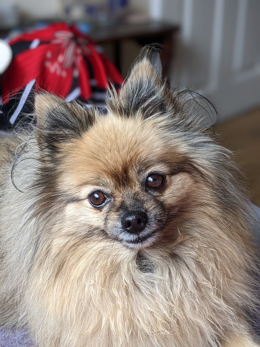 This is the contented face of a dog who shared the last piece of cheese of my dinner! 

Good things come to those who wait! 

#dog #happy #cheese #germanspitzklein #Pomeranian #content #dogsarefamily #LoveMyDog #goodthingscometothosewhowait #mischiefthegermanspitz