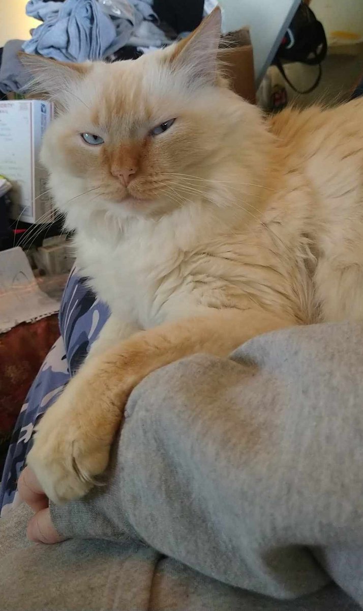 CoriDean13's tweet photo. Today's cat is hanging out with his not feeling well mom and giving her the stink eye because he knows I have the camera on him #CatsofTwittter #CatBreak https://t.co/6MSP3ReWcj