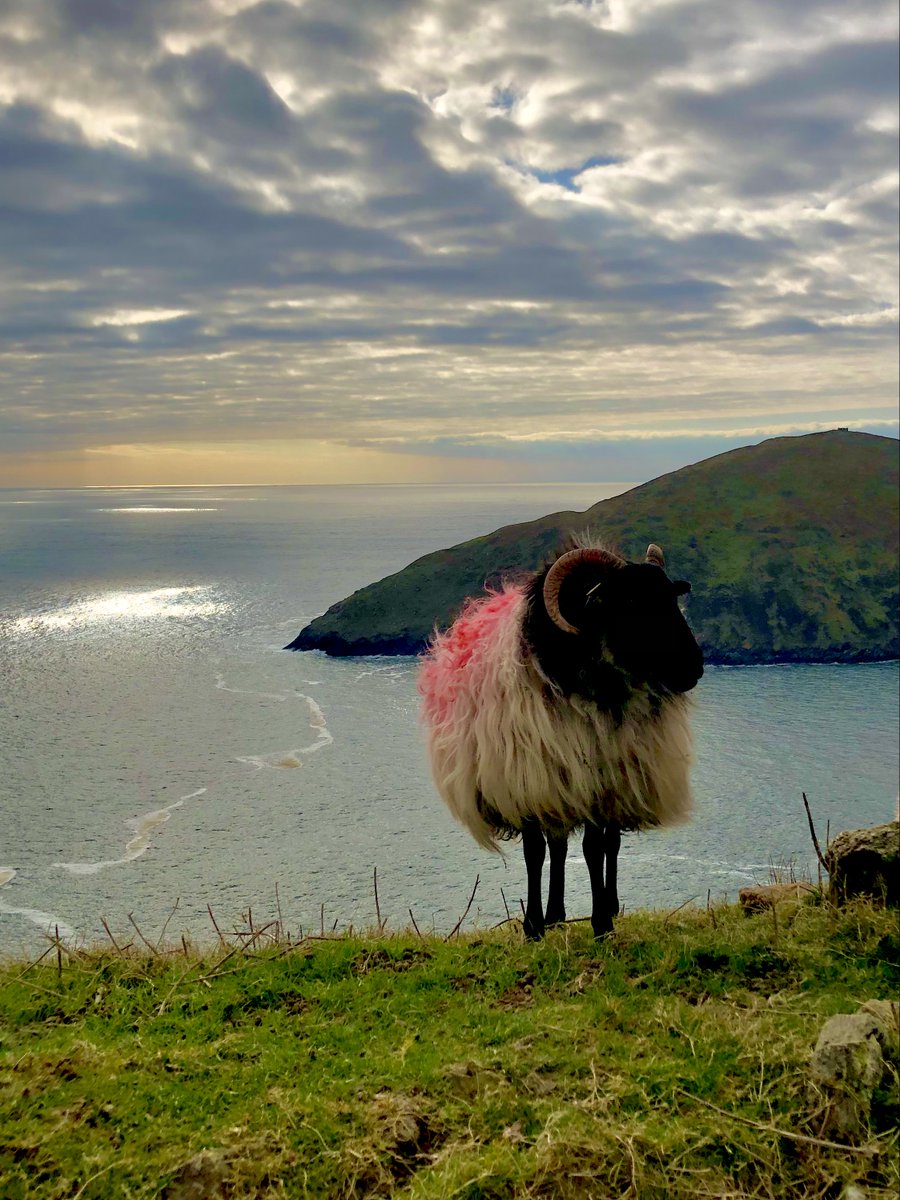 Caitrindreams's tweet photo. @FlakPhoto Watching the world go by on Achill Island...
#gotoireland
#AchillIsland https://t.co/dNiwuCIB6s