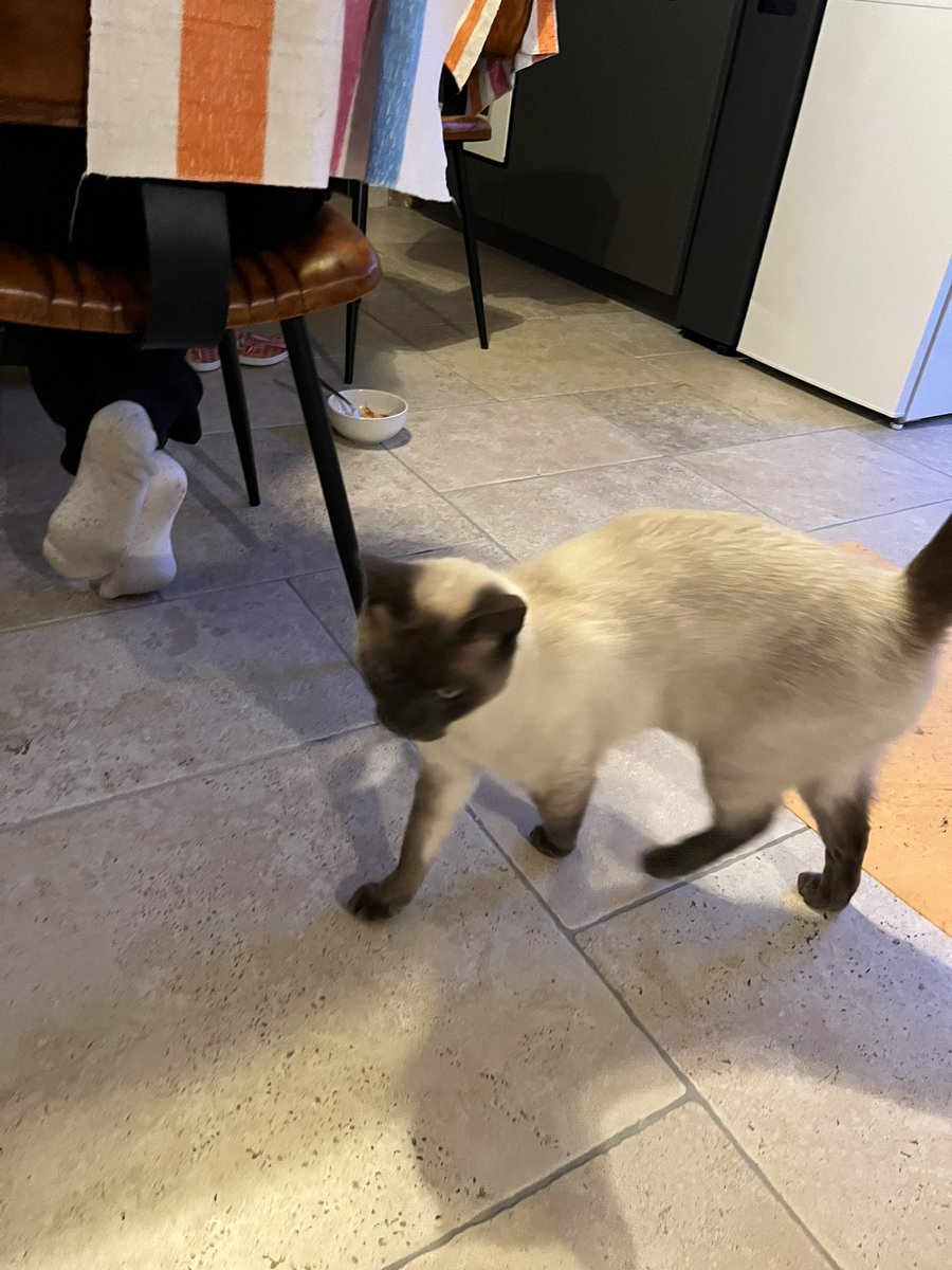 We’ve had a little French visitor. Very polite, well mannered 🇫🇷