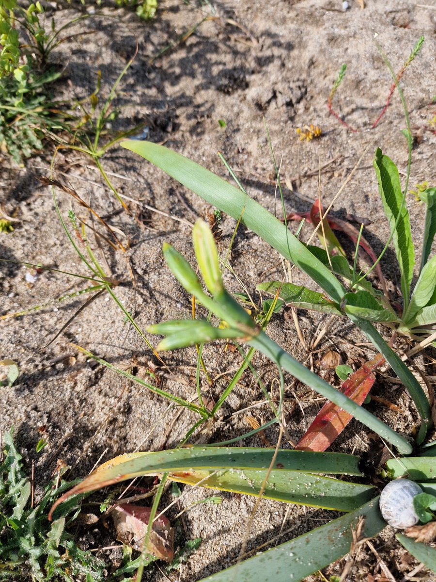 markhows's tweet photo. Sea Daffodils last weekend not quite out at Par the Marazion plants starting to flower but the slugs beat me to it for #wildflowehour https://t.co/MYIyCp69Qb