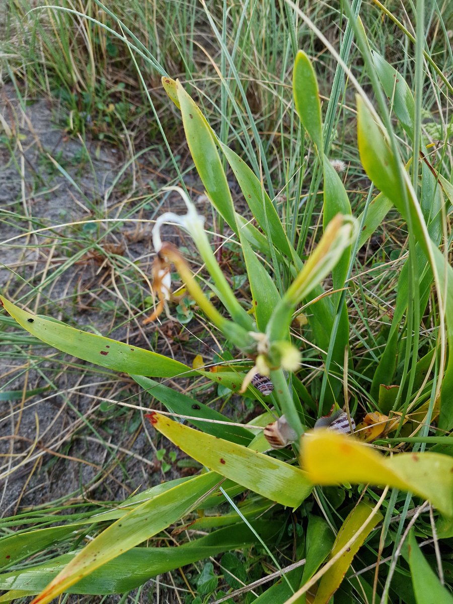 markhows's tweet photo. Sea Daffodils last weekend not quite out at Par the Marazion plants starting to flower but the slugs beat me to it for #wildflowehour https://t.co/MYIyCp69Qb