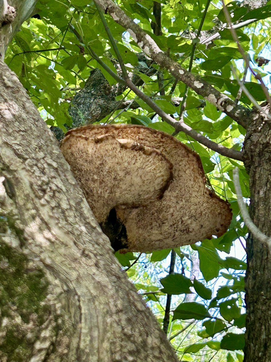 Essau1969's tweet image. #SundayFunday #Mushroom #Foray