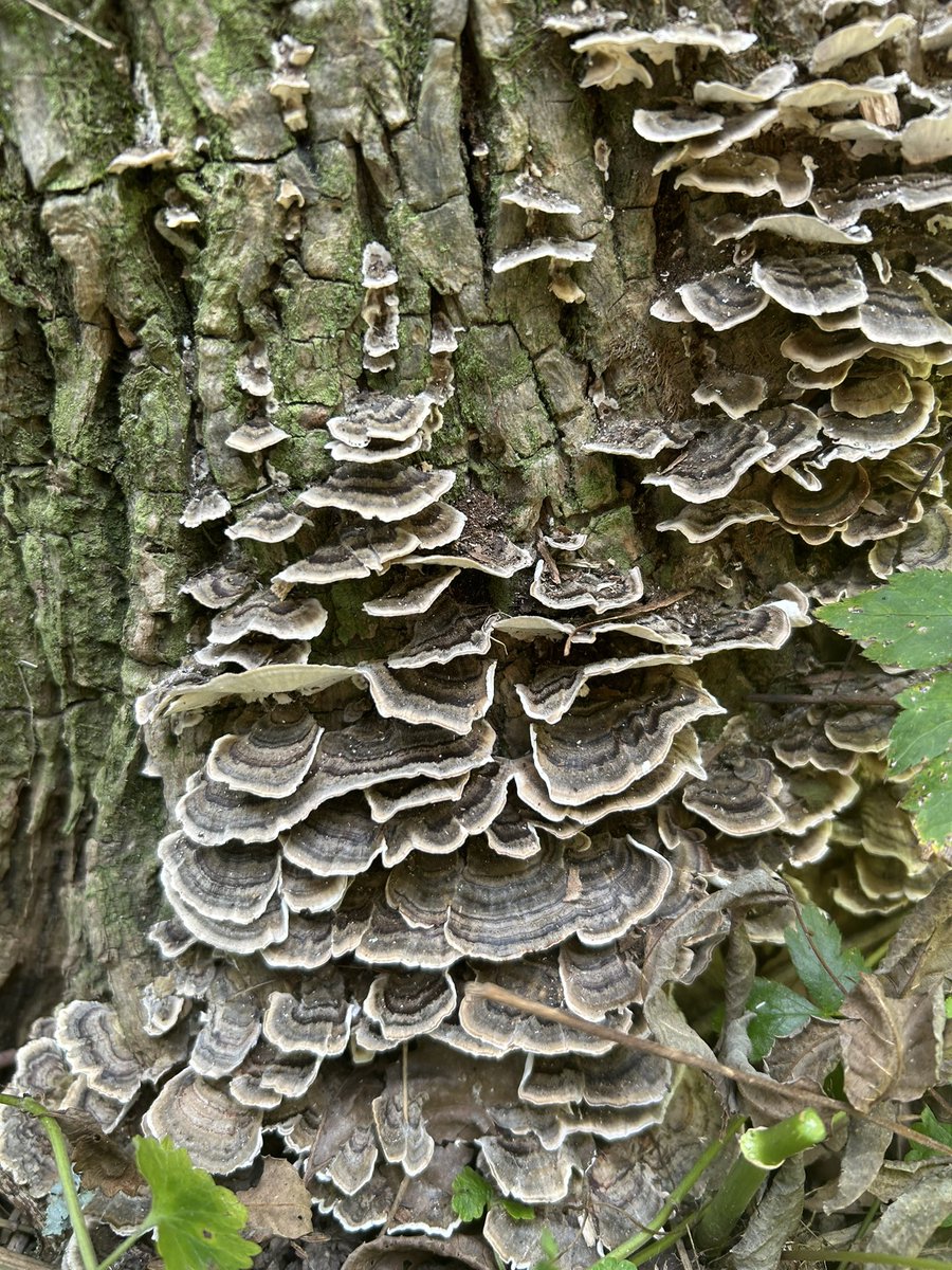 Essau1969's tweet image. #SundayFunday #Mushroom #Foray